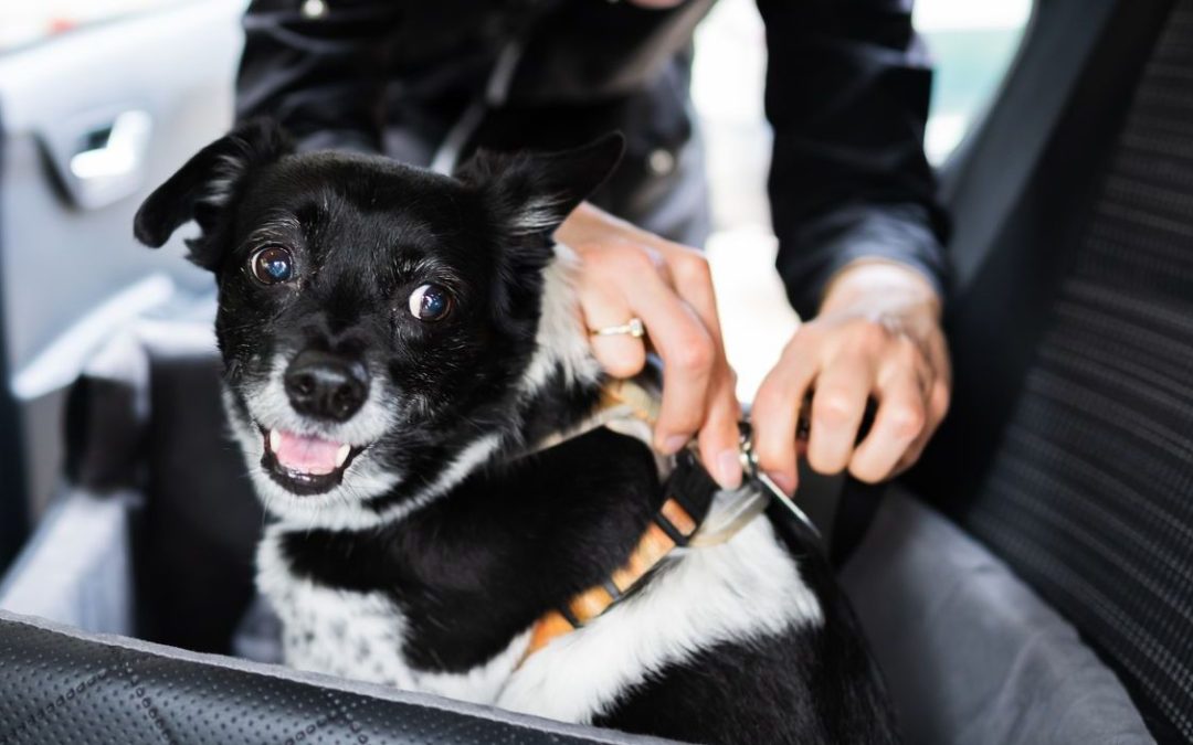 What is the Best & Safest Dog Car Restraint in Australia? A Comprehensive Comparison