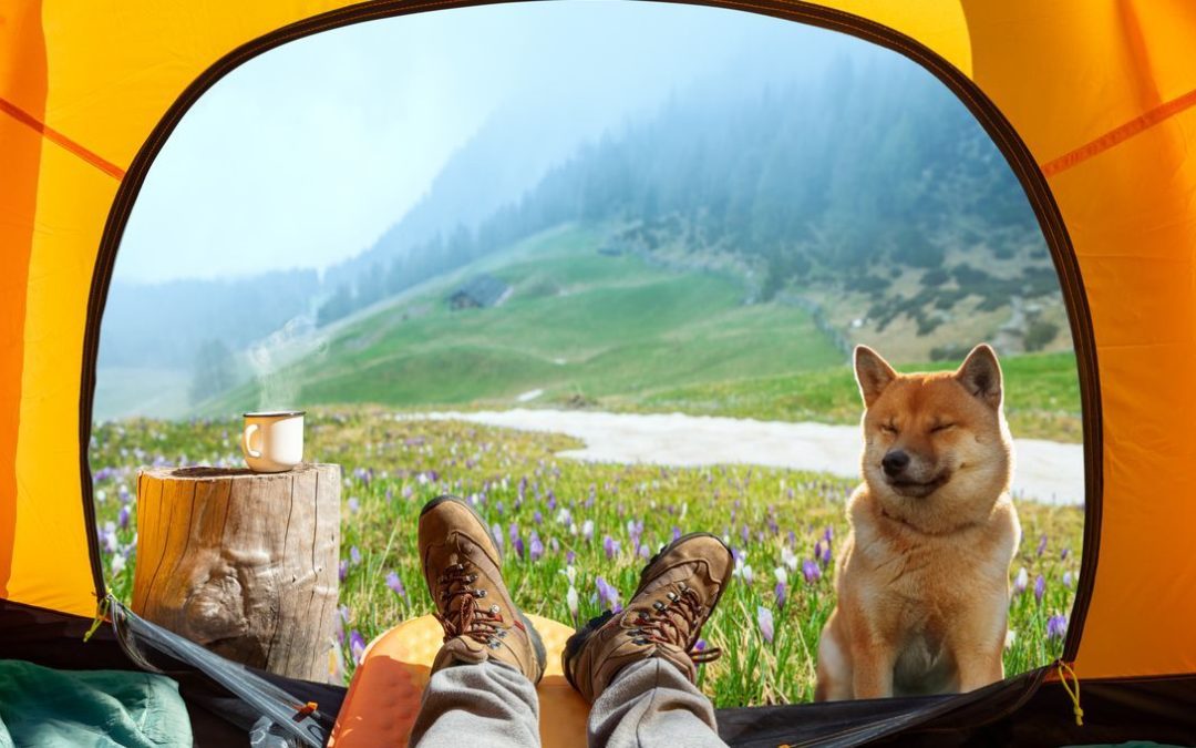 Camping with Dogs in Australia: Your Ultimate Guide