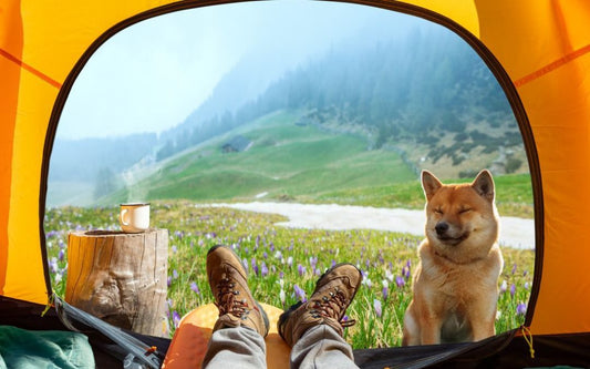 Camping with Dogs in Australia: Your Ultimate Guide