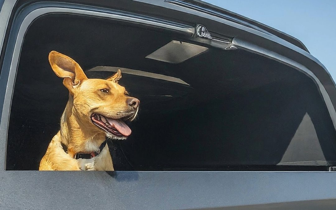 A Guide to Choosing Canopy Vents for Dogs