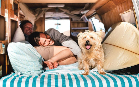 Caravanning with Dogs in Australia: The Ultimate Guide
