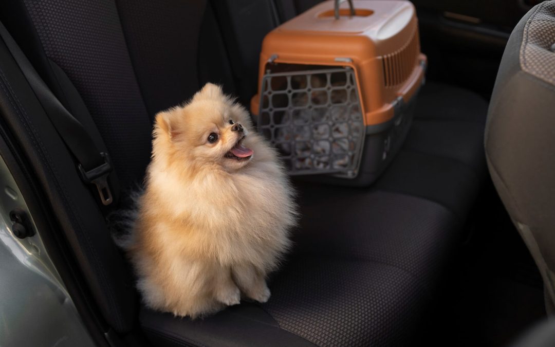 How to Keep Your Car Clean with a Dog: A Complete Guide to Managing Hair, Dirt & Odours