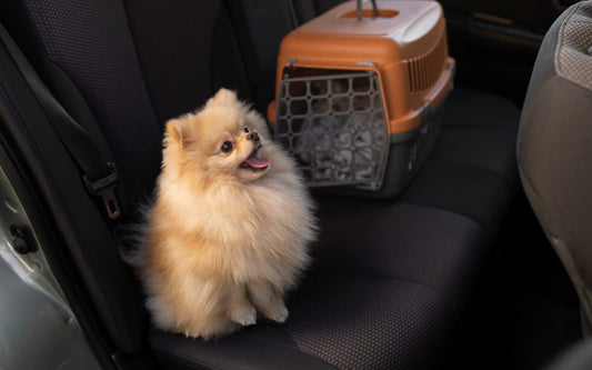 How to Keep Your Car Clean with a Dog: A Complete Guide to Managing Hair, Dirt & Odours