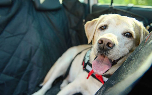 The Ultimate Guide to Dog Car Hammocks: Safety, Comfort & a Cleaner Car