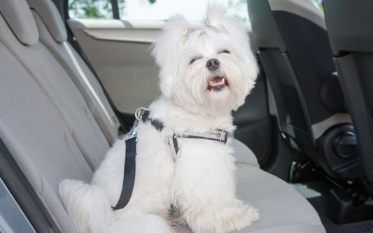 The Essential Guide to Dog Car Harnesses: Safety, Fit & Peace of Mind