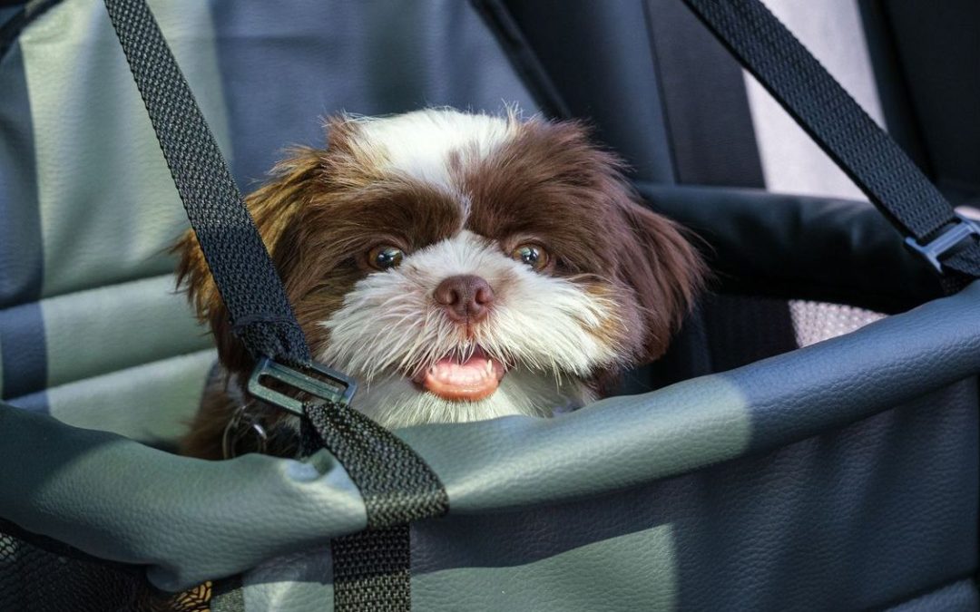 Dog Car Restraint: Best Options & Safety Guide Australia