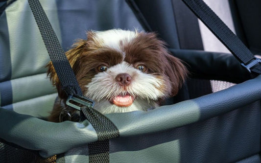 Dog Car Restraint: Best Options & Safety Guide Australia