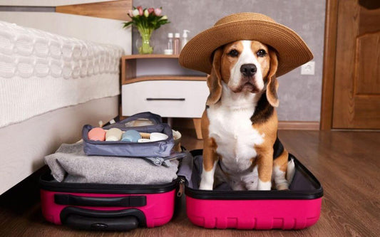 dog friendly accommodation nsw