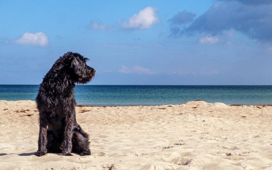 dog friendly beach cronulla