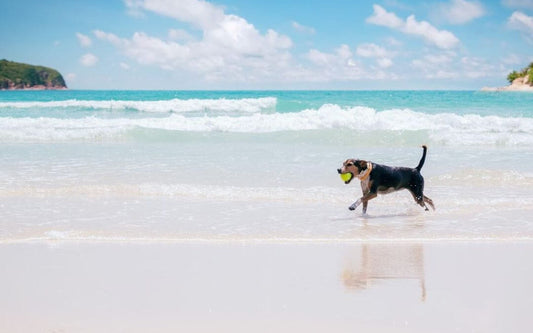 dog friendly beaches nsw