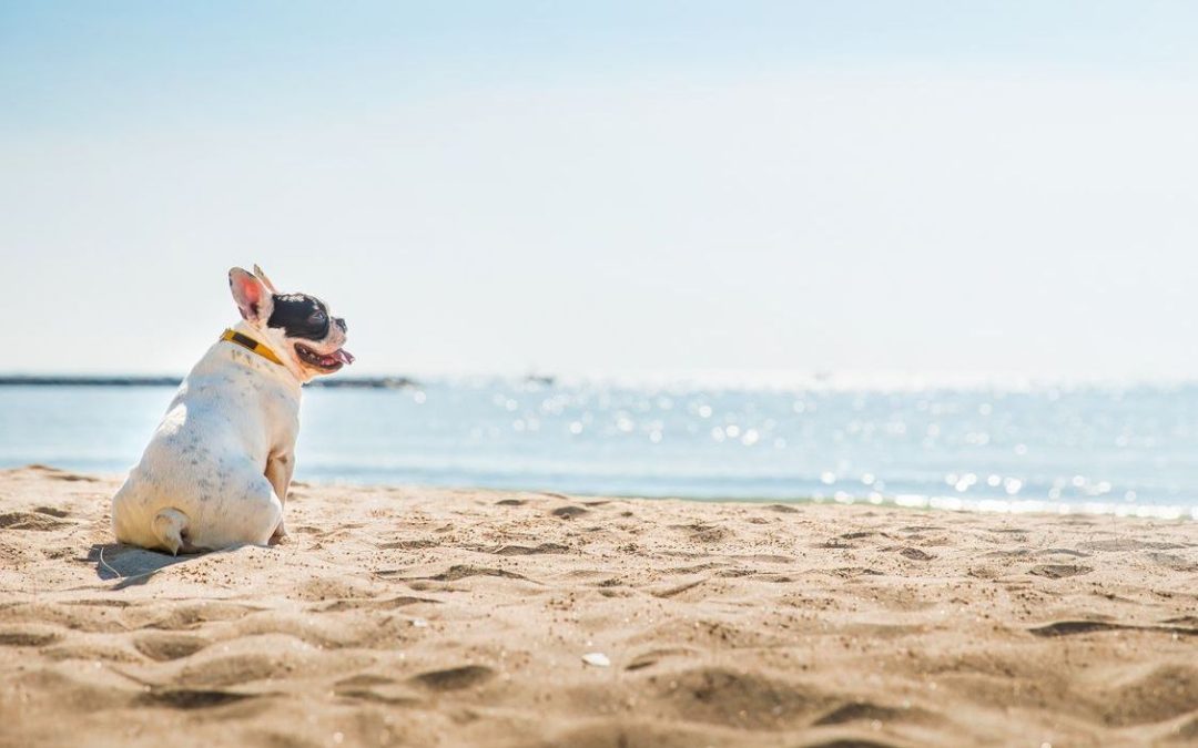 dog friendly beaches victoria