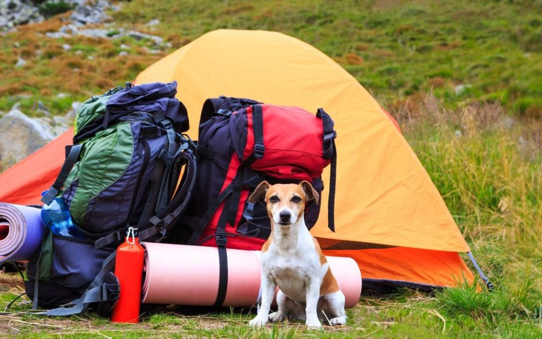 Dog Friendly Camping Grounds in Queensland (QLD)