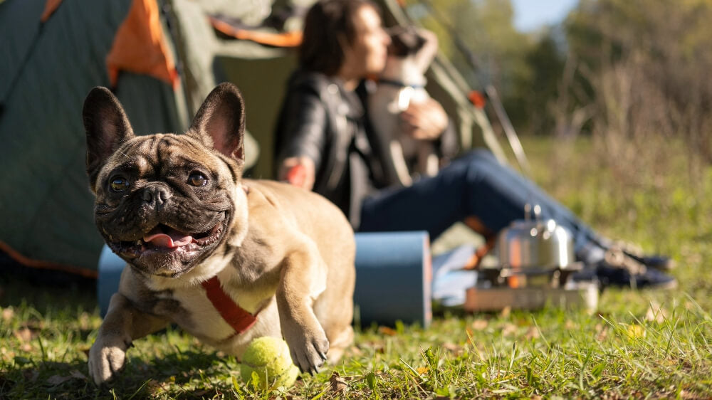 dog friendly camping grounds victoria