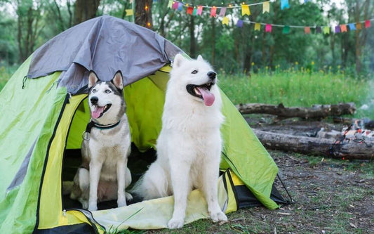 dog friendly camping sunshine coast