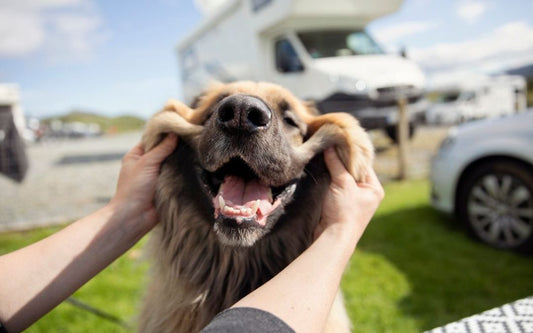 dog friendly caravan parks nsw