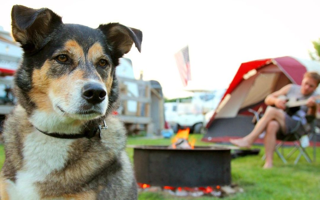 dog friendly caravan parks qld