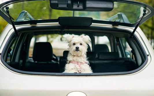 The Ultimate Australian Dog Road Trip Guide