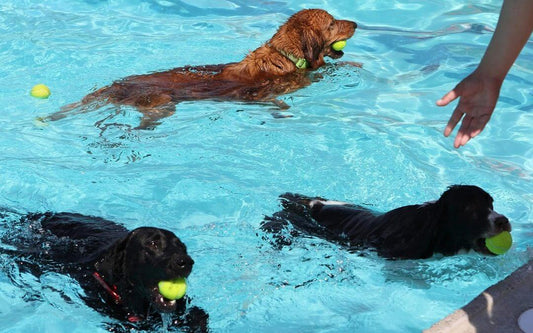 dog swimming pool sydney