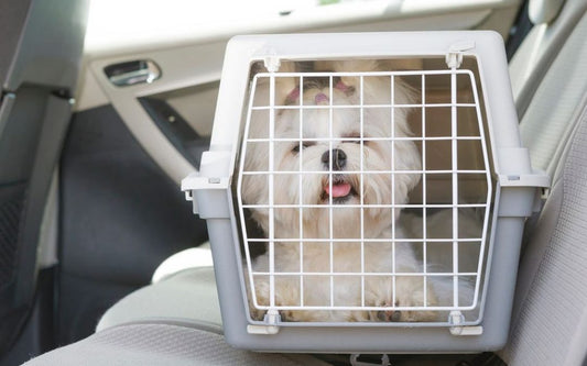 Your Complete Guide to Choosing the Perfect Dog Travel Crate