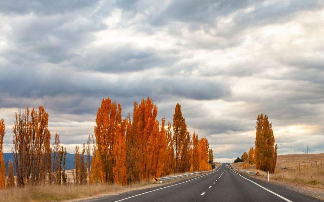 goulburn pet friendly accommodation