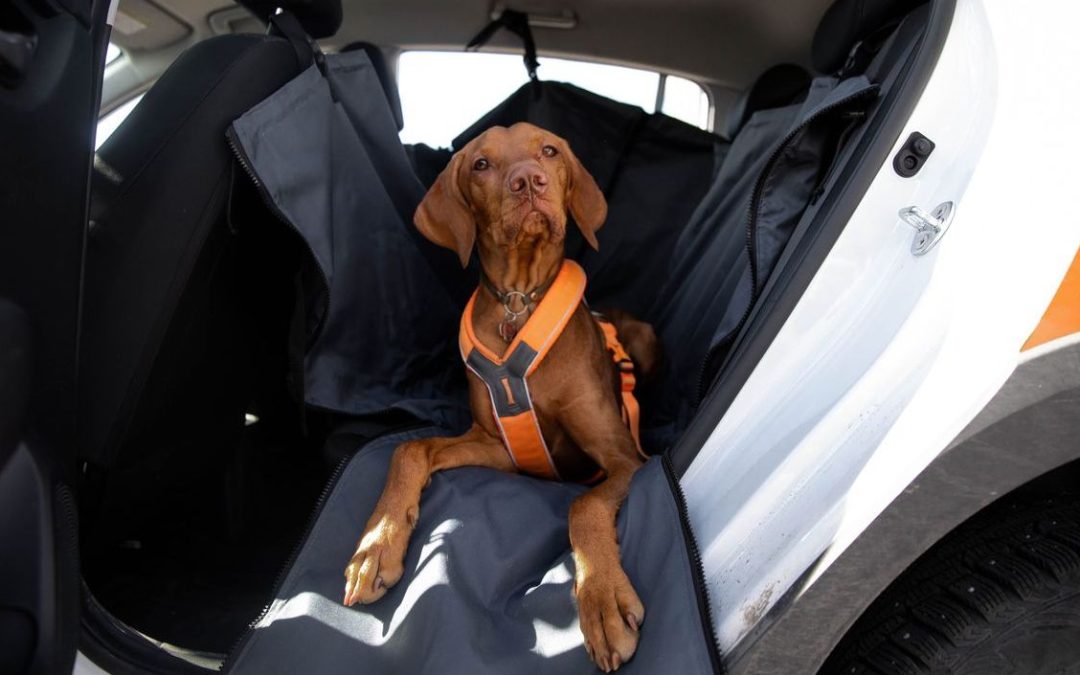 How to Clean a Dog Car Seat Cover