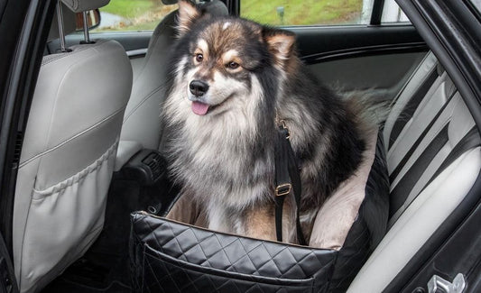 Your Essential Guide to Large Dog Car Seats in Australia