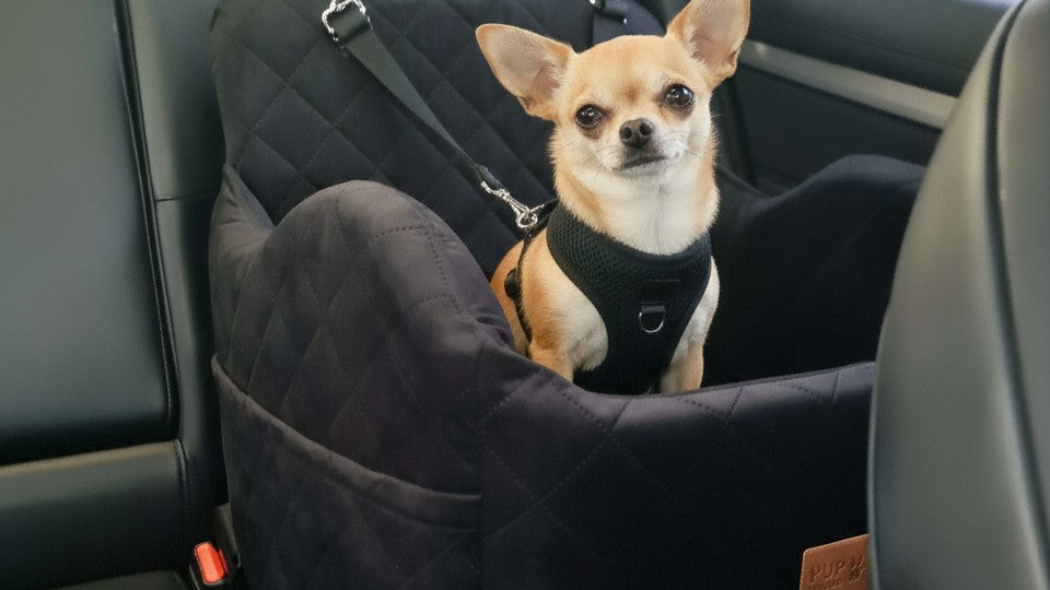 Can You Put a Dog Car Seat in the Front Seat in Australia? A Complete Guide