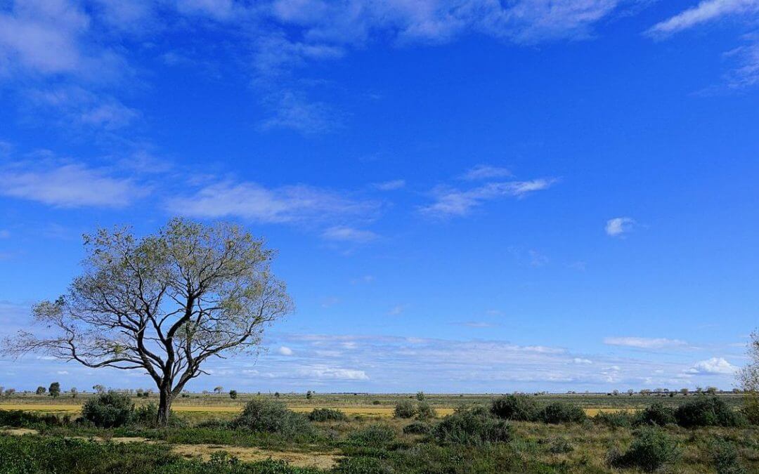 pet friendly accommodation hay nsw