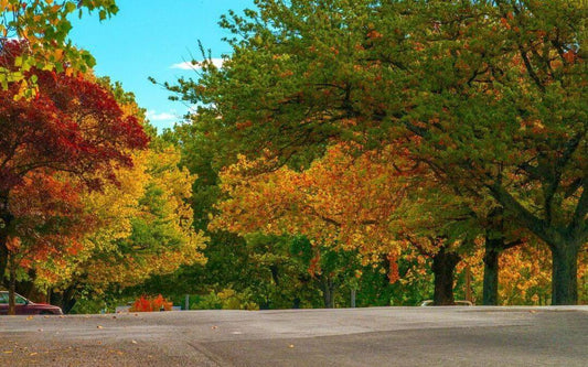 pet friendly accommodation orange