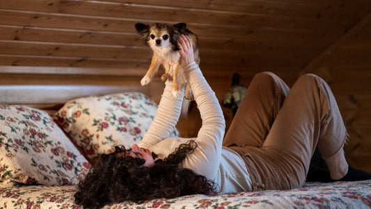 pet friendly accommodation qld