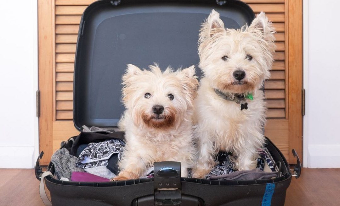 pet friendly accommodation victoria