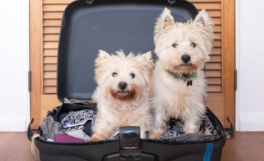 pet friendly accommodation victoria