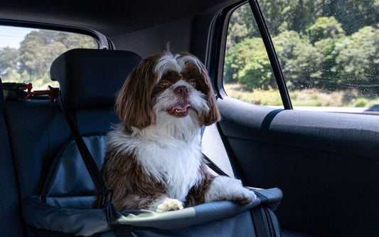 The Ultimate Guide to Small Dog Car Seats in Australia