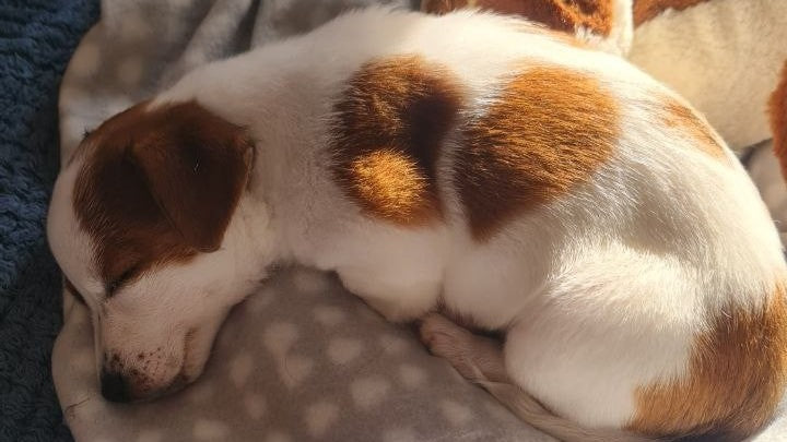 pup safari story luna