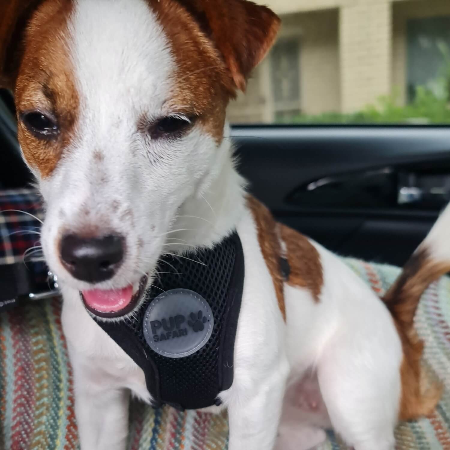 pup safari dog harness 2